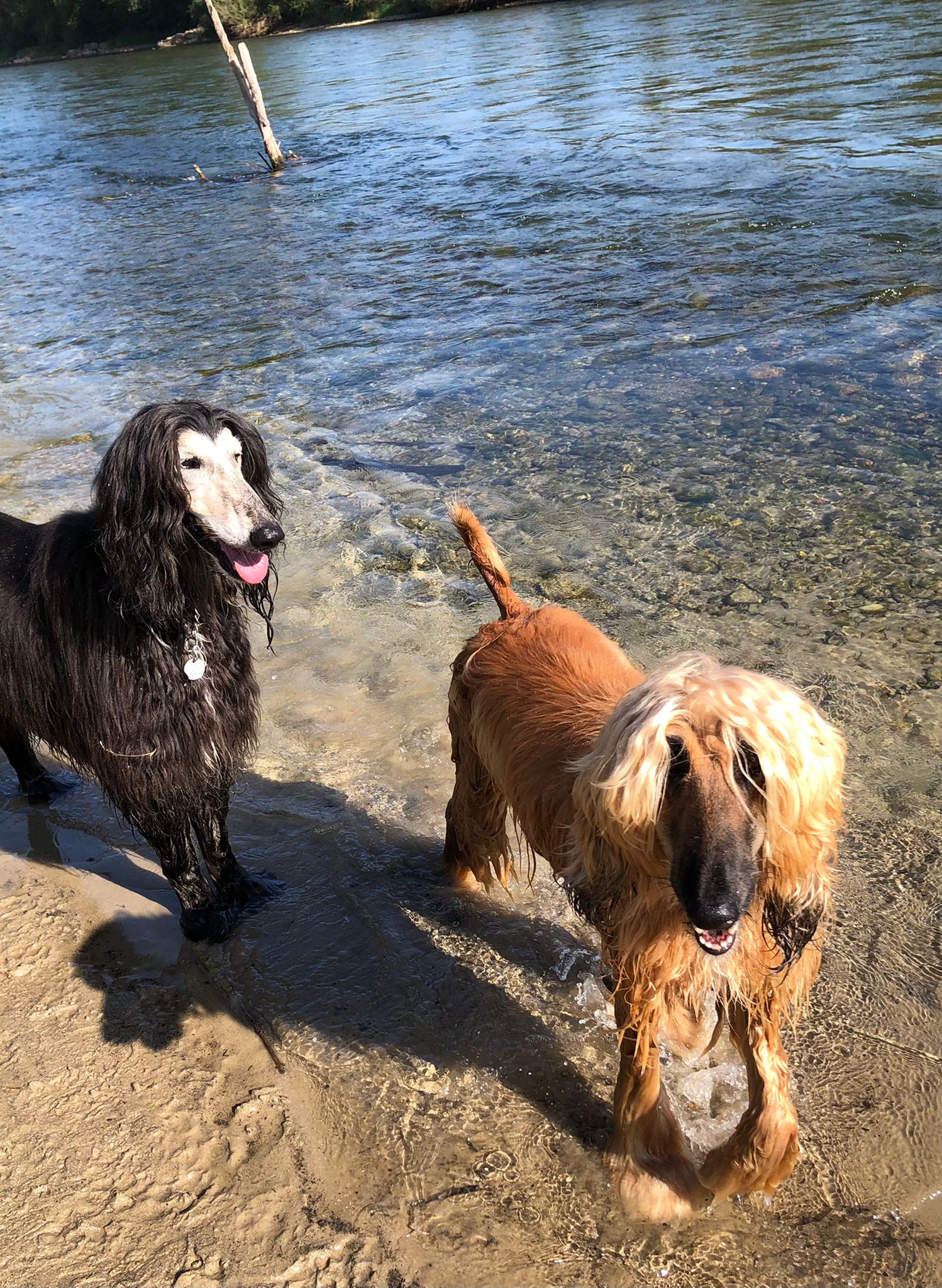 Afghanen-Hündin: Farida